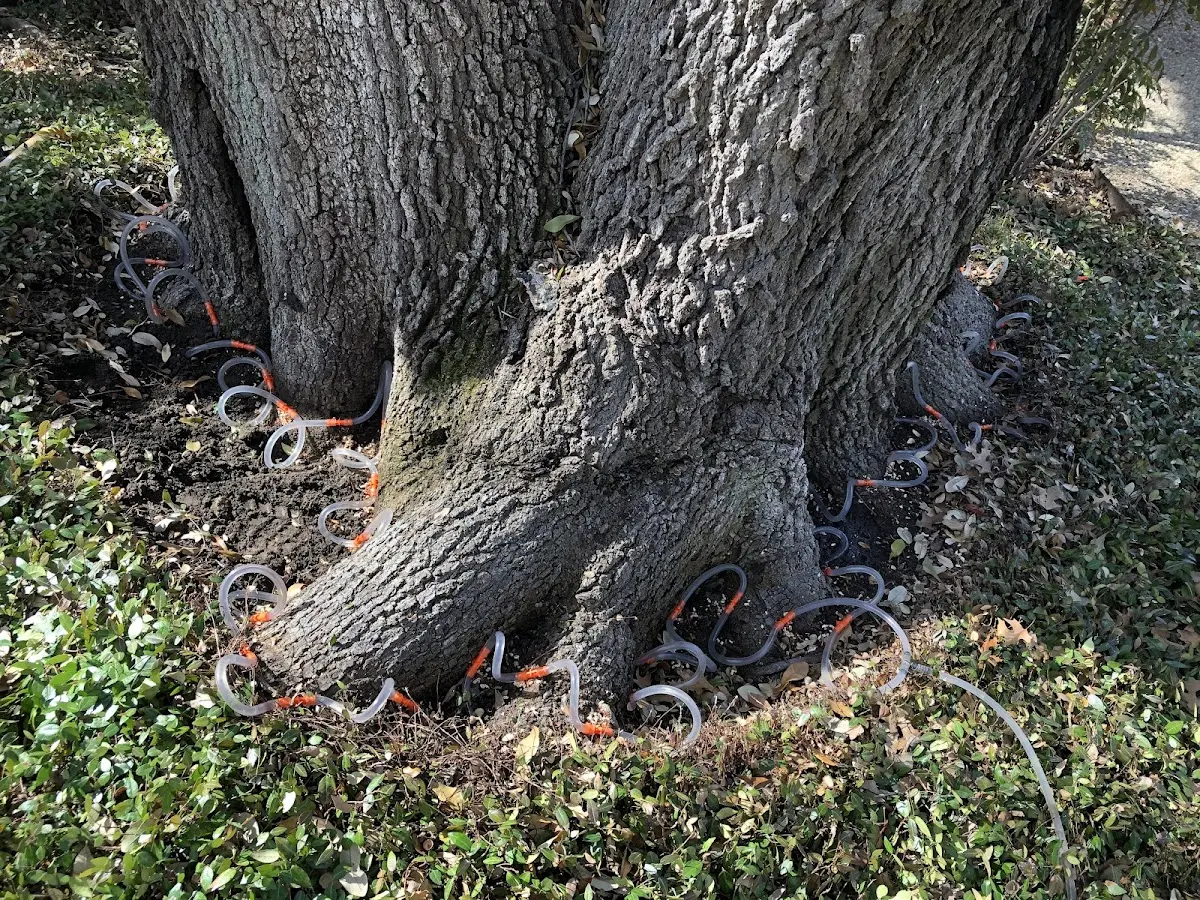 Detailed Tree Cabling and Bracing job site in Payne