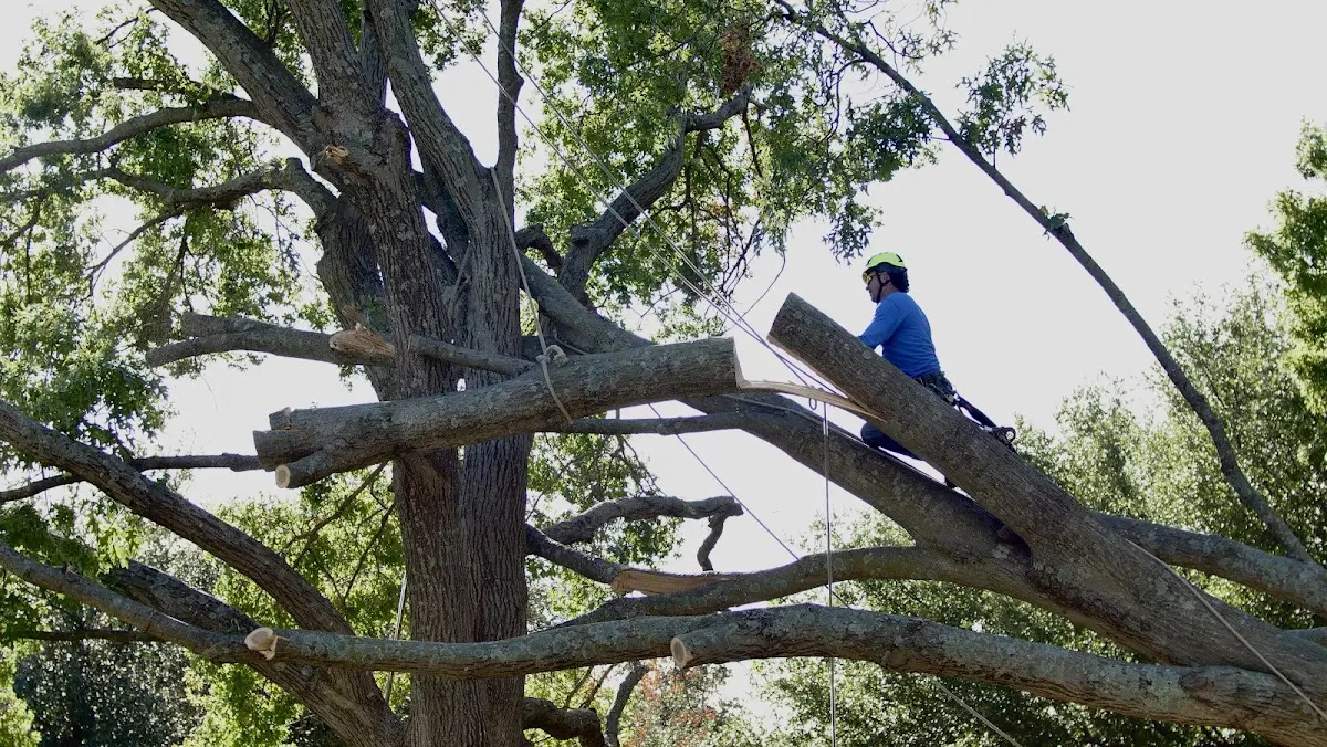 Professional Crown Thinning performed by certified arborists in Payne