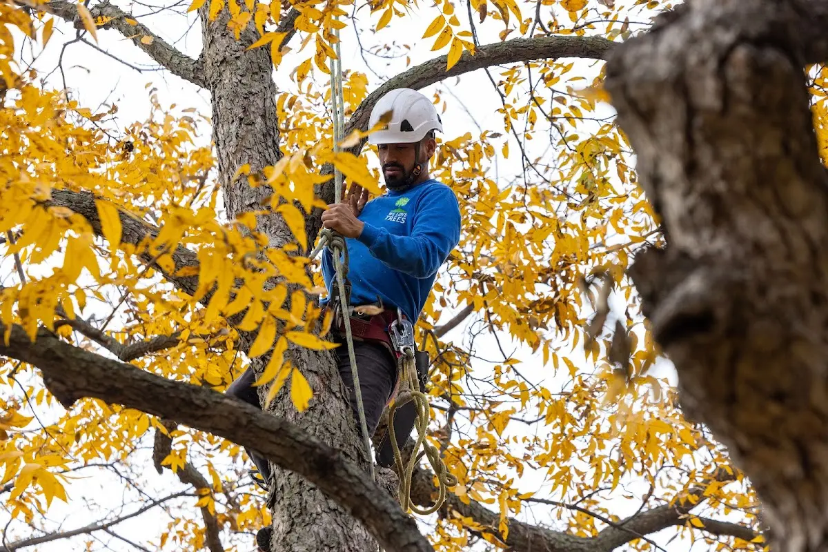 Skilled Storm Damage Cleanup crew working in Payne
